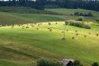 Meadow