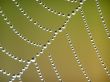 Cobweb
