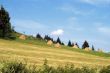 Meadows