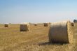 Bale