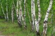 Birch