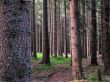 Pine forest