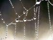 Cobweb