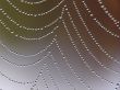 Cobweb