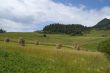 Sheafs in mountain