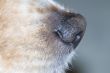 Canine Nose
