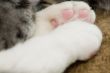 Macro Kitten Paws