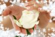 rosebud with snowflakes