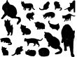 Silhouettes of cats