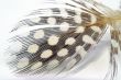 feather