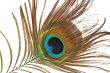 Peacock feather