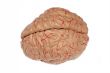 Human brain