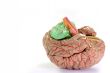  Human Brain Anatomy