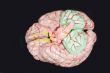 Human Brain Anatomy