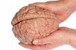 Holded human brain