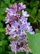 Lilac flowers