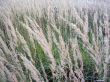 Grass