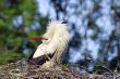 stork on the nest in forest