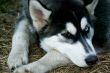 Husky