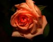 Red rose.