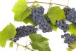 Dark grape