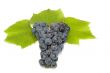 dark grape