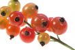 Red currant