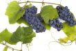 Dark grape