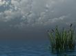 reed