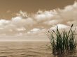 reed