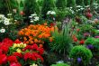 flowers and trees
