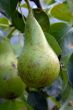 pear on tree