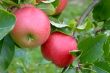 apples