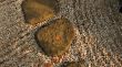 zen garden background