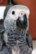 Psittacus erithacus