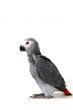 Psittacus erithacus