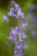 Blue bells