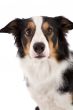 Cute sheepdog