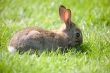 Little bunny grazing