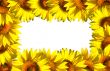 Small sunflower frame on white