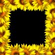 Sunflowers frame on black