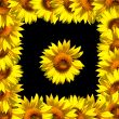 Sunflower with frame on black