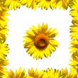 Sunflower and frame on white