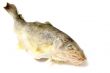 fresh fish on white