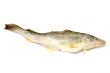 navaga