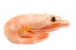 shrimp on white