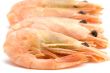 shrimps