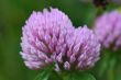 Red Clover