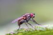 Fly on a leaf