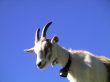 Young Goat